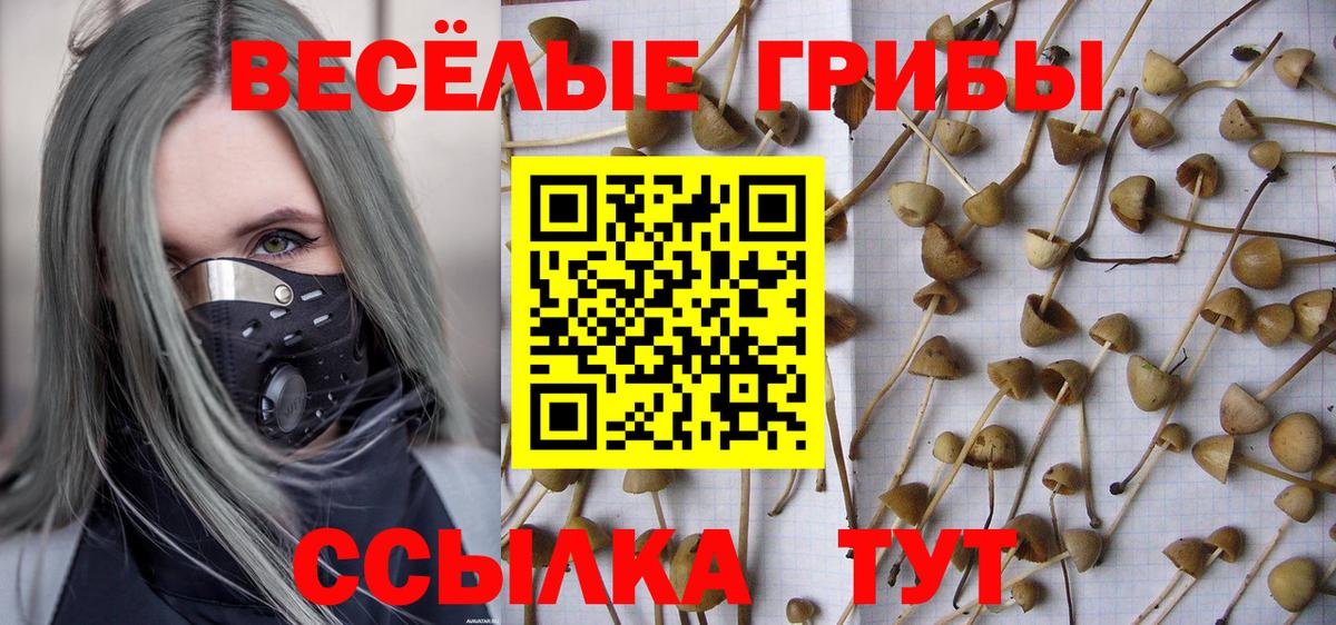 Галлюциногенные грибы Psilocybine cubensis  Псилоцибиновые грибы MAGIC MUSHROOMS  Владимир  Вход с VPN 